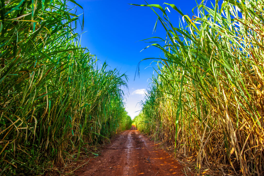 O futuro da Biomassa no Brasil